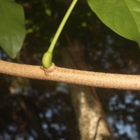 Aganope heptaphylla (L.) Polhill